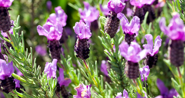Lavender & Eucalyptus Fragrance Diffuser