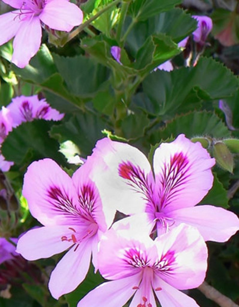 Geranium & Sandalwood Fragrance Diffuser