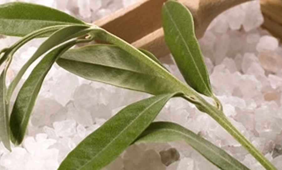 Mountain Sage & Sea Salt Candle