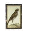 Blackbird Print in Wooden Frame - Twenty Six