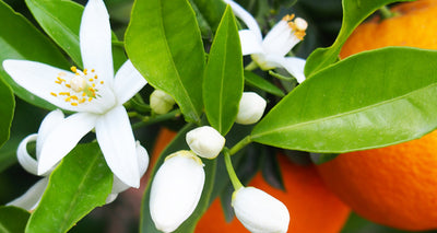 Orange Blossom, Wild Lime & Verbena Peacock Candle