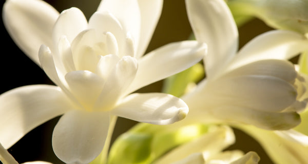 Pink Pepper Fragrance Diffuser