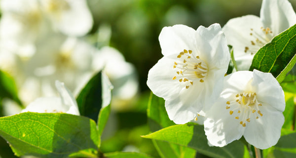 Jasmine & Rose Candle