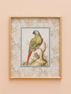 Parrot frame with golden bamboo edge