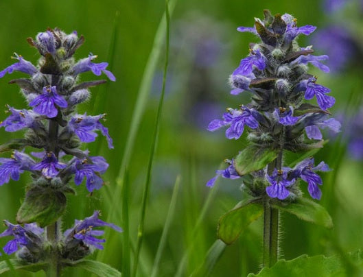Mountain Sage & Sea Salt Candle