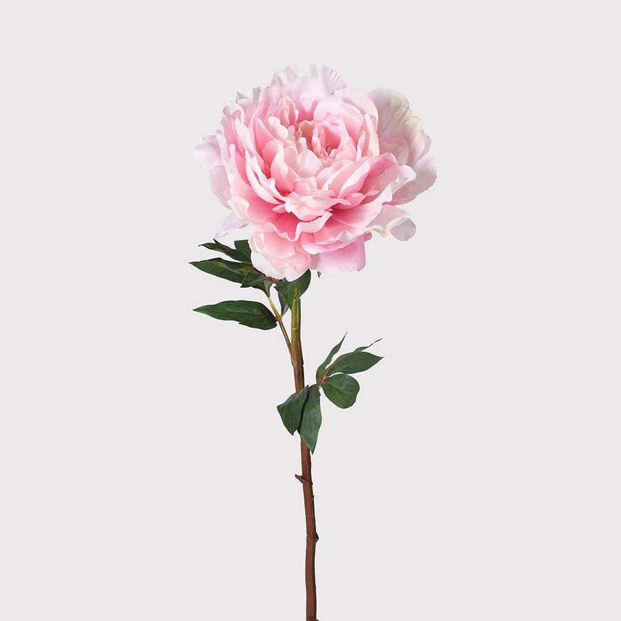 Large Full Bloom Pink Peony - Twenty Six