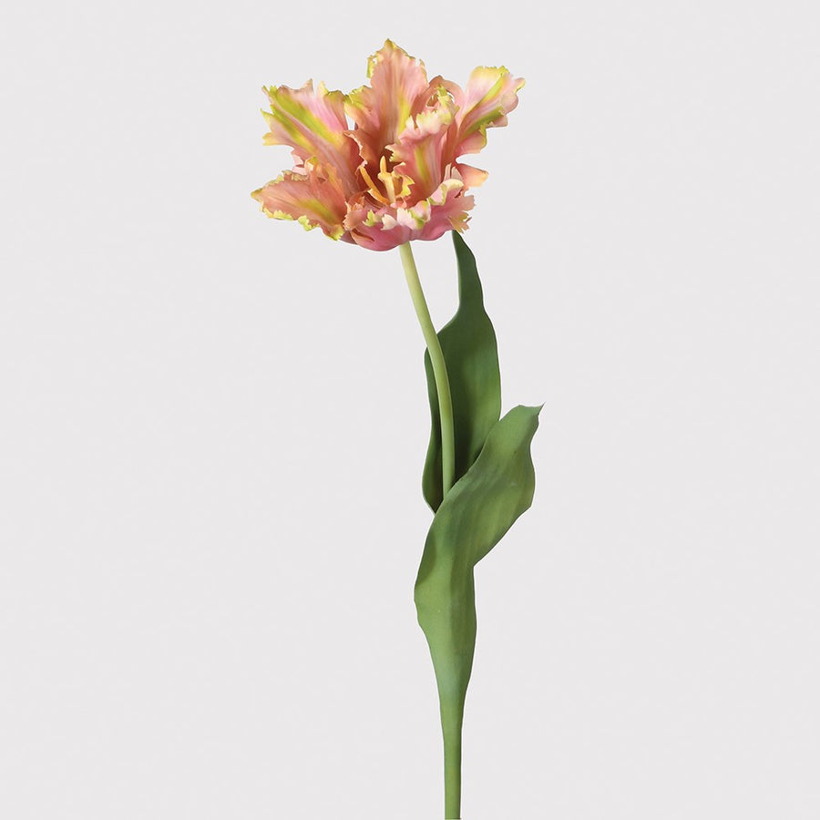 Coral Tulip Stem