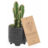 Cactus 6cm in Black Facepot - Twenty Six
