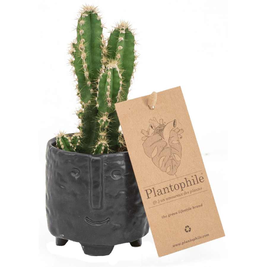 Cactus 6cm in Black Facepot - Twenty Six